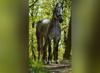 KWPN, Merrie, 6 Jaar, 167 cm, Zwartschimmel