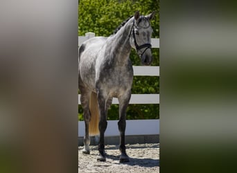 KWPN, Merrie, 6 Jaar, 167 cm, Zwartschimmel