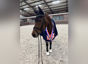KWPN, Merrie, 6 Jaar, 168 cm, Bruin