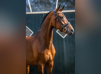 KWPN, Merrie, 6 Jaar, 168 cm, Bruin
