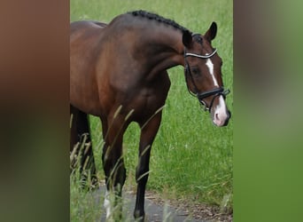 KWPN, Merrie, 6 Jaar, 168 cm, Bruin