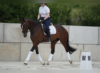 KWPN, Merrie, 6 Jaar, 168 cm, Bruin