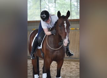 KWPN, Merrie, 6 Jaar, 168 cm, Bruin