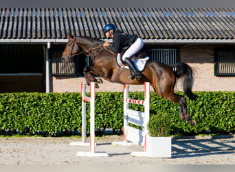 KWPN, Merrie, 6 Jaar, 168 cm, Bruin