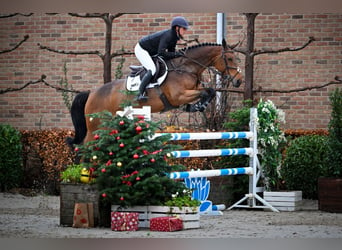 KWPN, Merrie, 6 Jaar, 168 cm, Donkerbruin