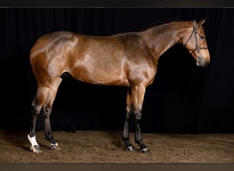 KWPN, Merrie, 6 Jaar, 168 cm, Donkerbruin