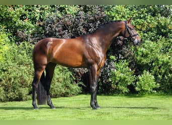 KWPN, Merrie, 6 Jaar, 168 cm, Roodbruin