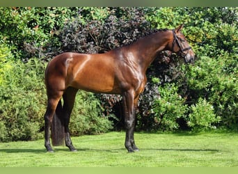 KWPN, Merrie, 6 Jaar, 168 cm, Roodbruin