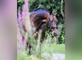 KWPN, Merrie, 6 Jaar, 168 cm, Roodbruin