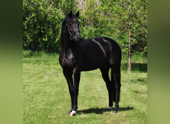 KWPN, Merrie, 6 Jaar, 168 cm, Zwart