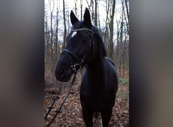 KWPN, Merrie, 6 Jaar, 168 cm, Zwart