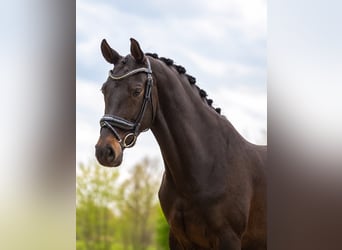 KWPN, Merrie, 6 Jaar, 168 cm, Zwartbruin