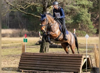 KWPN, Merrie, 6 Jaar, 169 cm, Bruin