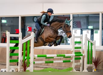 KWPN, Merrie, 6 Jaar, 169 cm, Bruin