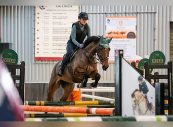 KWPN, Merrie, 6 Jaar, 169 cm, Bruin