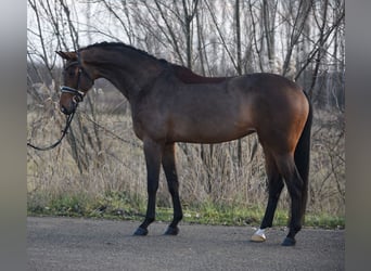 KWPN, Merrie, 6 Jaar, 169 cm, Roodbruin