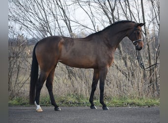 KWPN, Merrie, 6 Jaar, 169 cm, Roodbruin