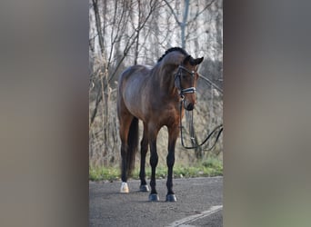 KWPN, Merrie, 6 Jaar, 169 cm, Roodbruin