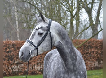 KWPN, Merrie, 6 Jaar, 169 cm, Schimmel