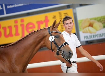 KWPN, Merrie, 6 Jaar, 169 cm, Vos