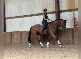 KWPN, Merrie, 6 Jaar, 170 cm, Bruin