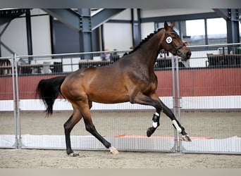 KWPN, Merrie, 6 Jaar, 170 cm, Bruin