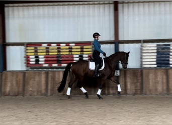 KWPN, Merrie, 6 Jaar, 170 cm, Donkerbruin