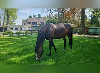 KWPN, Merrie, 6 Jaar, 170 cm, Donkerbruin