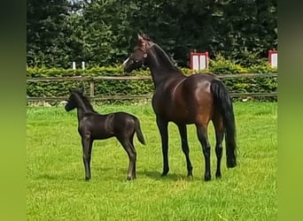 KWPN, Merrie, 6 Jaar, 170 cm, Donkerbruin