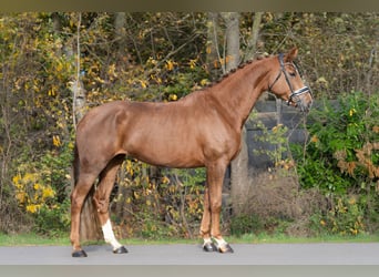KWPN, Merrie, 6 Jaar, 170 cm, Vos