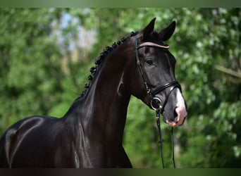 KWPN, Merrie, 6 Jaar, 170 cm, Zwart