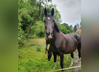 KWPN, Merrie, 6 Jaar, 170 cm, Zwart