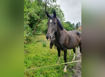 KWPN, Merrie, 6 Jaar, 170 cm, Zwart