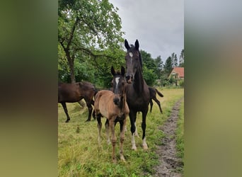 KWPN, Merrie, 6 Jaar, 170 cm, Zwart