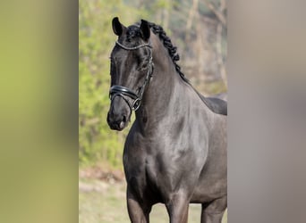 KWPN, Merrie, 6 Jaar, 170 cm, Zwart