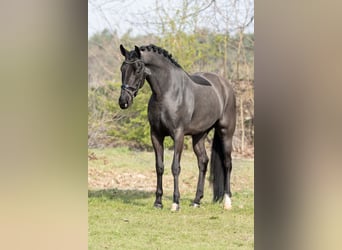 KWPN, Merrie, 6 Jaar, 170 cm, Zwart