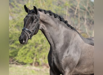KWPN, Merrie, 6 Jaar, 170 cm, Zwart