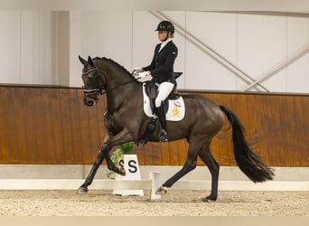 KWPN, Merrie, 6 Jaar, 171 cm, Donkerbruin