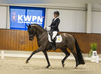 KWPN, Merrie, 6 Jaar, 171 cm, Donkerbruin