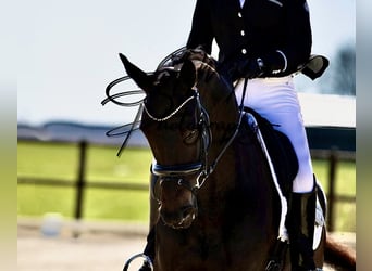 KWPN, Merrie, 6 Jaar, 171 cm, Zwartbruin