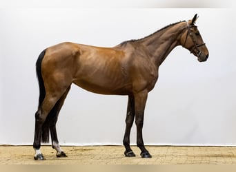 KWPN, Merrie, 6 Jaar, 172 cm, Bruin