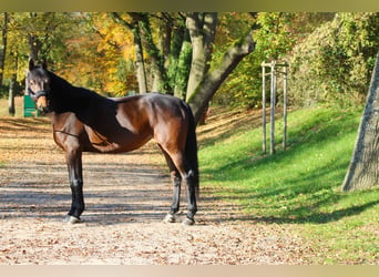 KWPN, Merrie, 6 Jaar, 172 cm, Donkerbruin