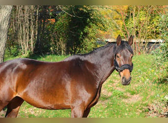 KWPN, Merrie, 6 Jaar, 172 cm, Donkerbruin