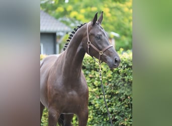 KWPN, Merrie, 6 Jaar, 172 cm, Zwart