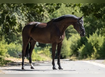 KWPN, Merrie, 6 Jaar, 172 cm, Zwart