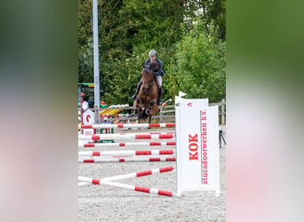 KWPN, Merrie, 6 Jaar, 173 cm, Bruin