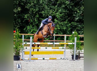 KWPN, Merrie, 6 Jaar, 173 cm, Bruin