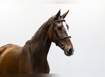 KWPN, Merrie, 6 Jaar, 173 cm, Donkerbruin