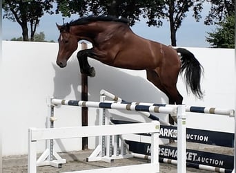 KWPN, Merrie, 6 Jaar, 173 cm, Roodbruin