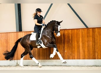 KWPN, Merrie, 6 Jaar, 173 cm, Sabino